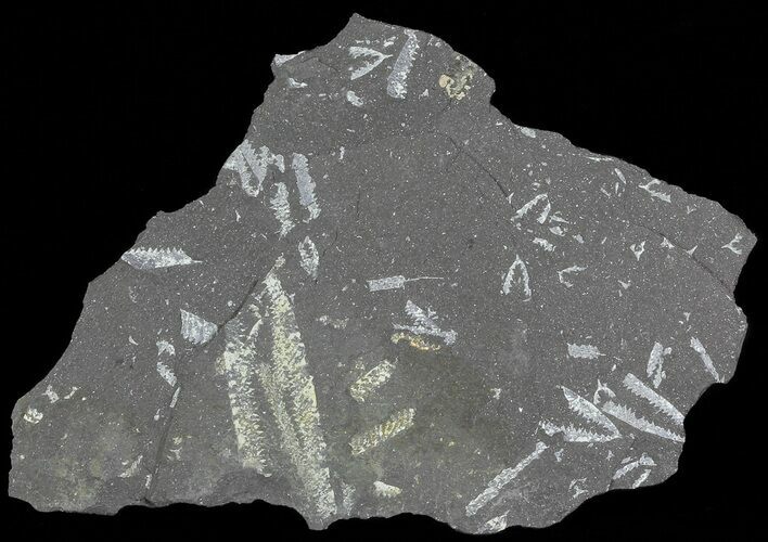 Fossil Graptolites (Didymograptus) - Great Britain #66620